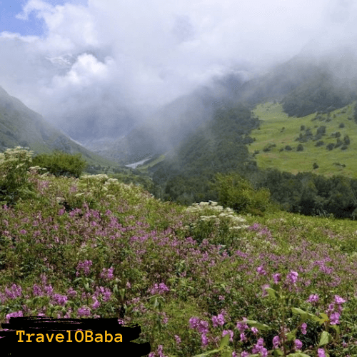 Valley of Flower Uttarakhand