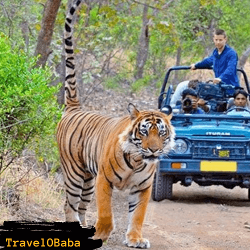 Jim Corbett